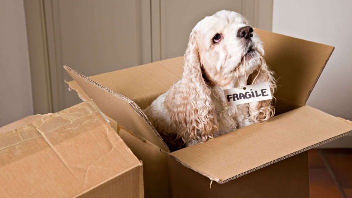 How To Get A Portuguese Nif On-line Or In Person